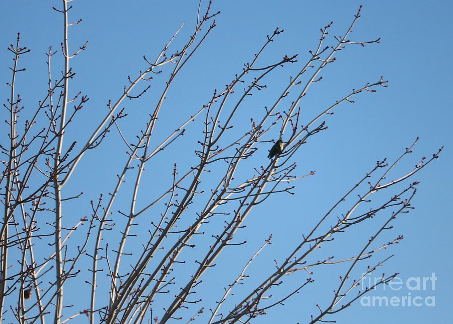 Hummingbird in Winter Tree Photograph by Carol Groenen