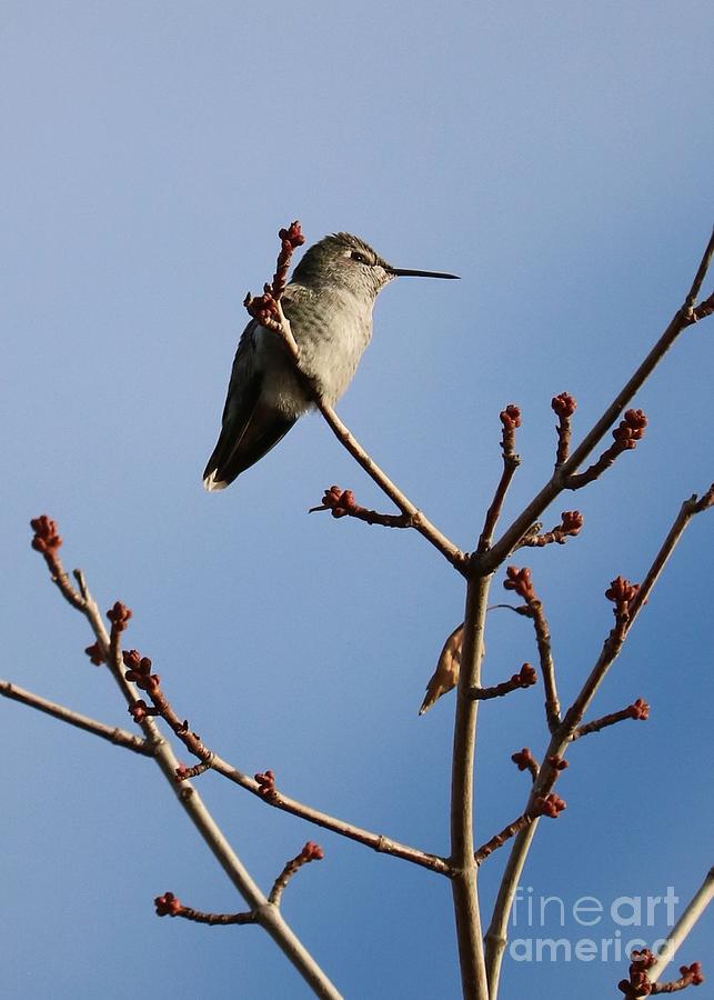 Hummingbird In Winter Tree Close Up Photograph