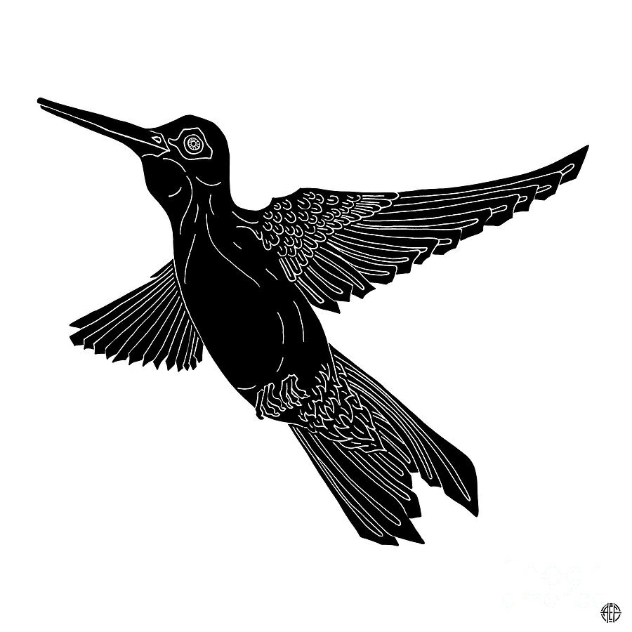 Hummingbird Ink 2  Drawing by Amy E Fraser