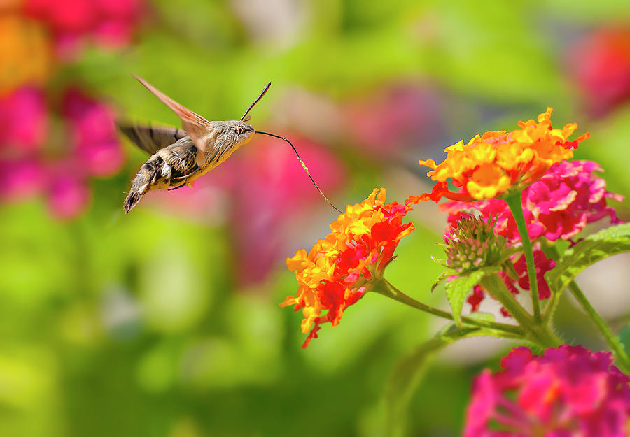 Hummingbird insect Photograph by Cesar Torres - Fine Art America