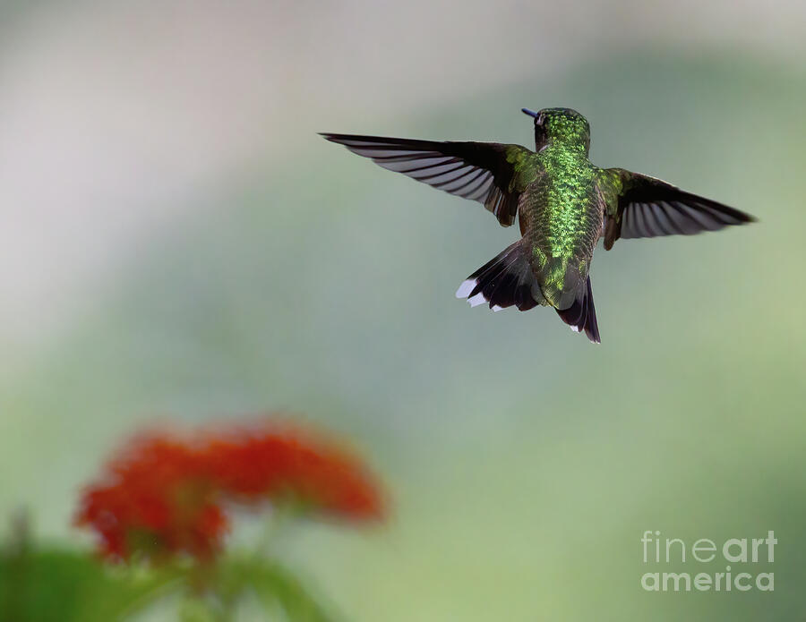 Hummingbird Irish Goodbye Photograph by Chris Scroggins Hummingbird Irish Goodbye Photograph by Chris Scroggins