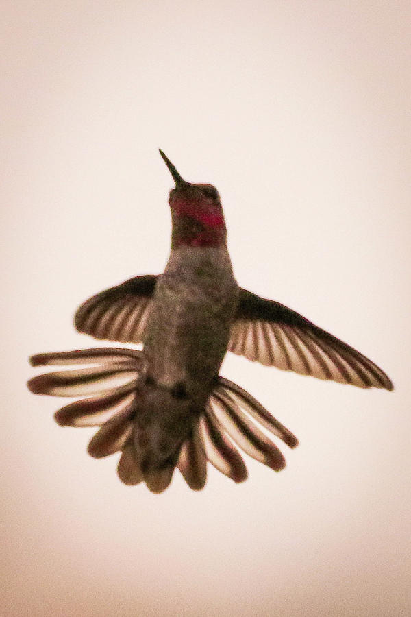 Hummingbird Photograph by Dr Janine Williams