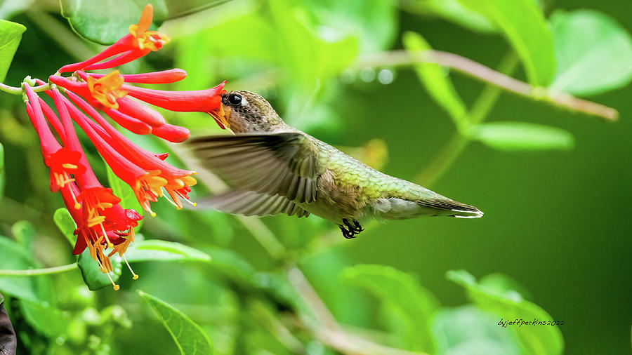 Hummingbird Photograph by Jeffrey PERKINS