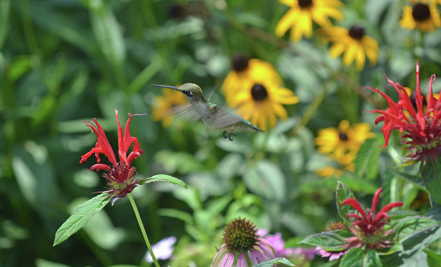 Hummingbird Photograph - Hummingbird  by Jennifer LaPoint