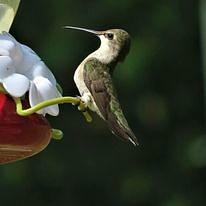 Hummingbird Joy Photograph by Jenyfra Nelson - Fine Art America