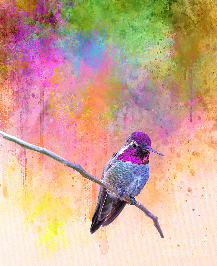 Hummingbird Digital Art by Judi Bagwell