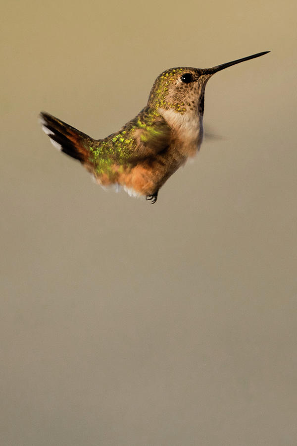 Hummingbird  Photograph by Julieta Belmont