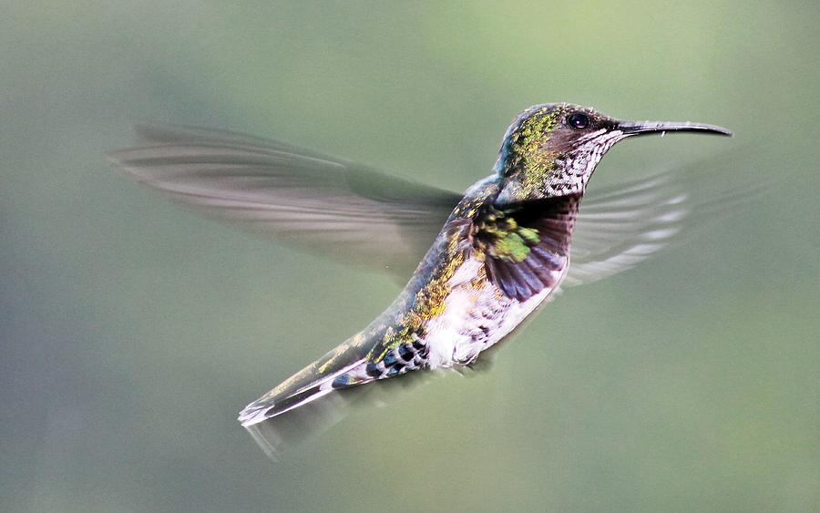 Hummingbird Photograph - Staying stable - Hummingbird by Jurgen Bode