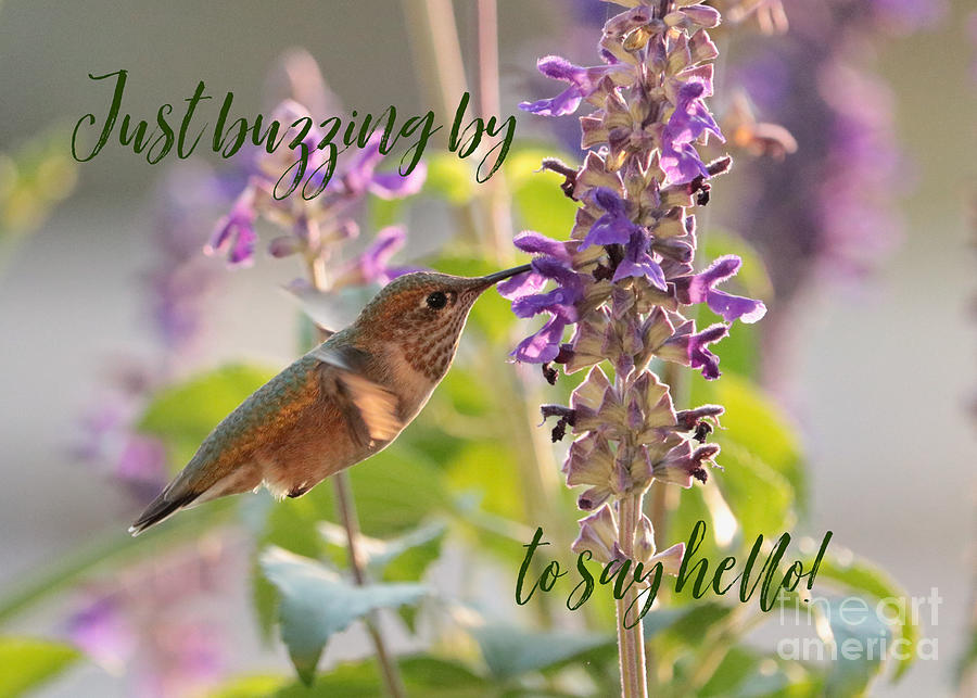 Hummingbird Just Buzzing By Photograph by Carol Groenen