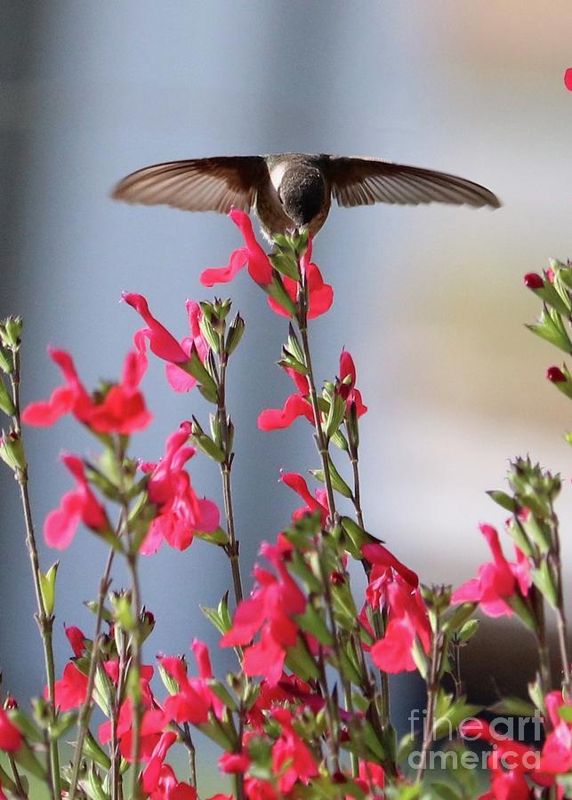 Hummingbird Kiss Photograph by Carol Groenen