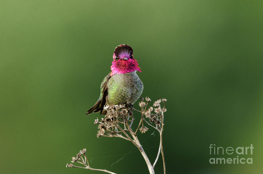 Hummingbird Photograph by Kristine Anderson