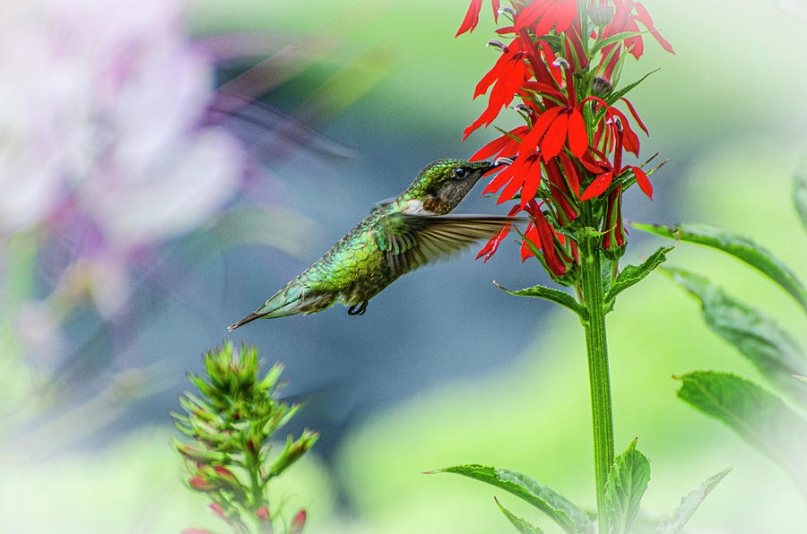 Hummingbird-Lady Hummingbird Photograph by Judy Wolinsky