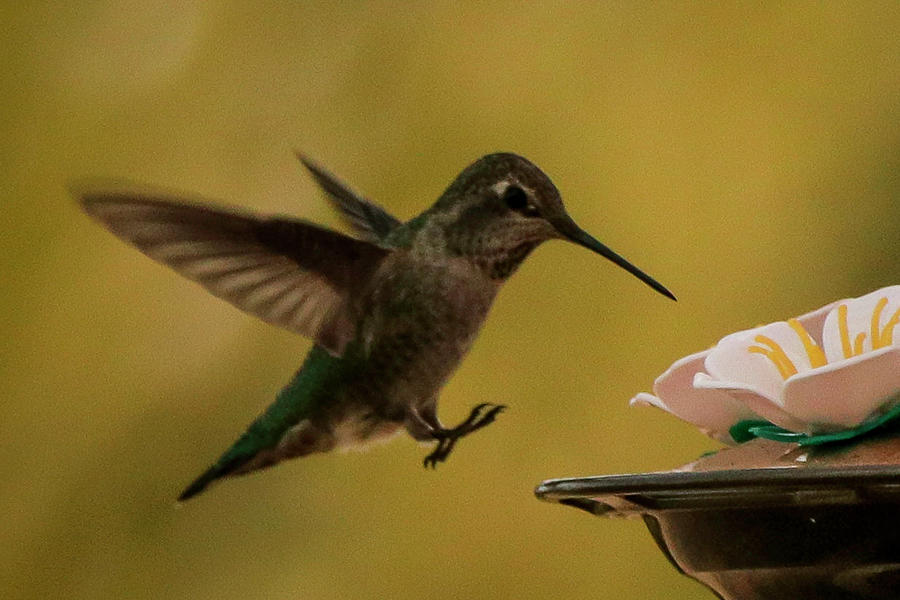 Hummingbird landing Photograph by Dr Janine Williams