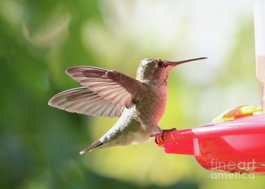 Hummingbird Landing on Feeder Photograph by Carol Groenen