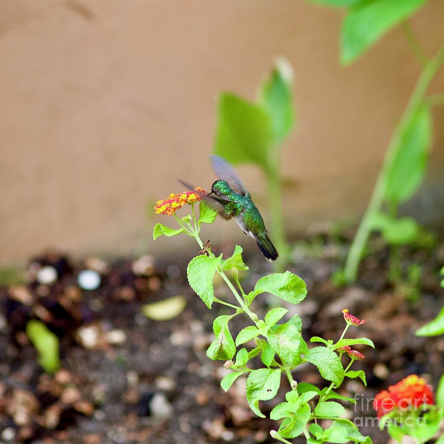 Hummingbird Photograph by Laura Forde