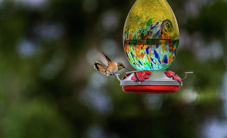 Hummingbird Photograph by Laura Terriere