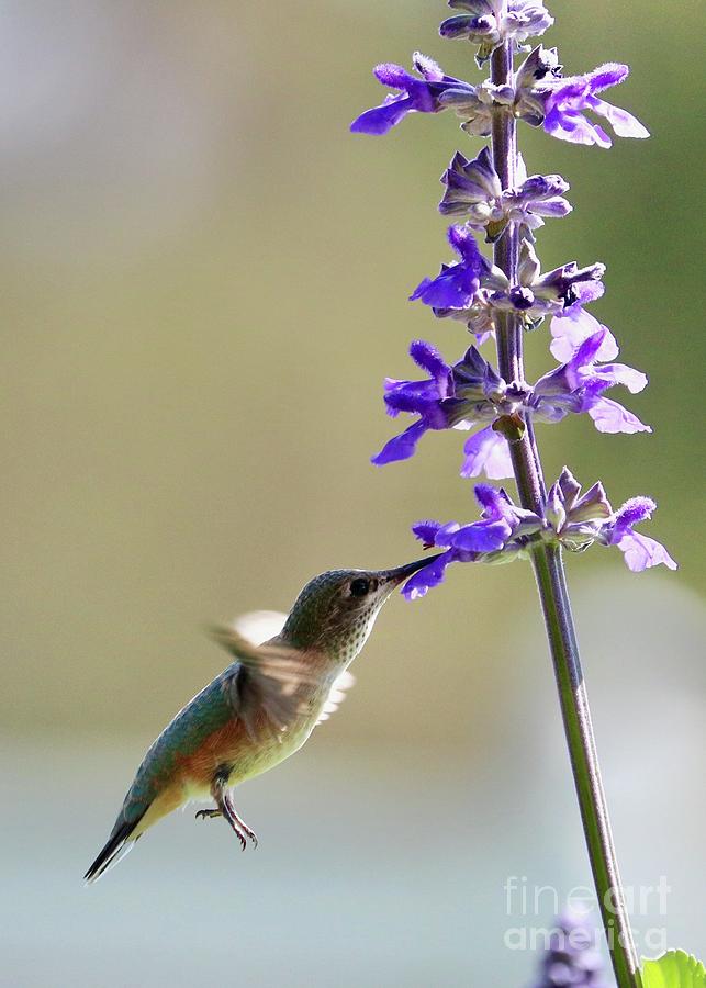 Hummingbird Light Photograph by Carol Groenen