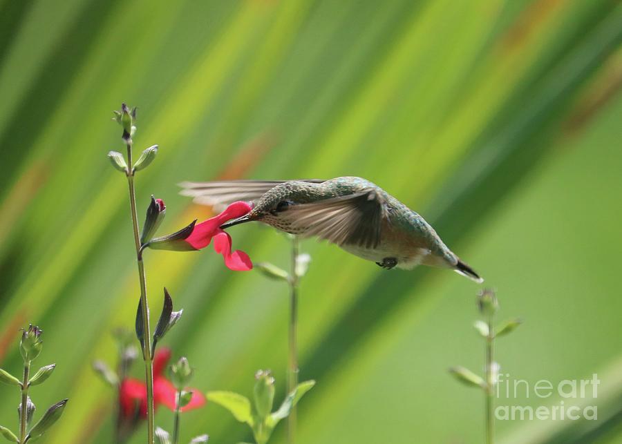 Hummingbird Lines Photograph by Carol Groenen