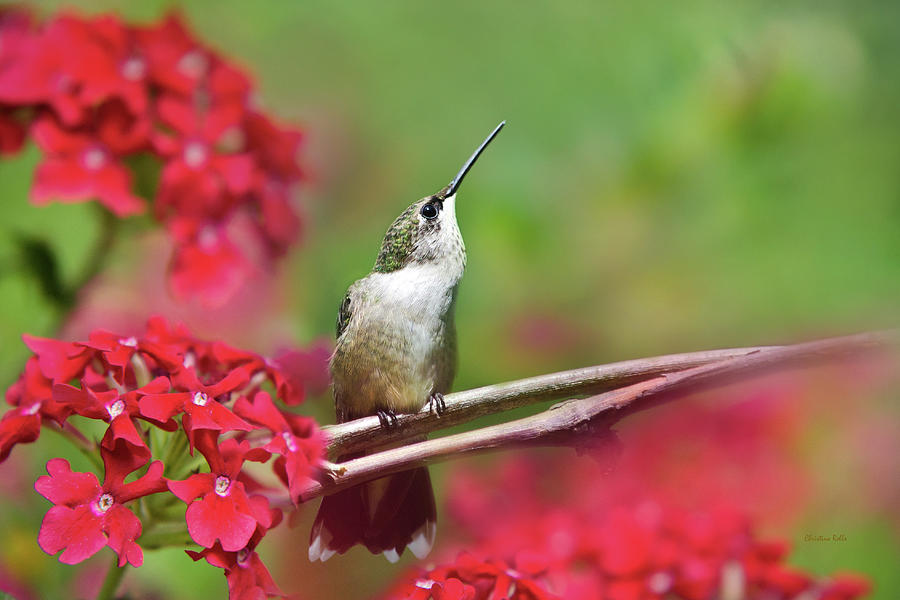 Hummingbird Photograph - Hummingbird Look Out Perch by Christina Rollo