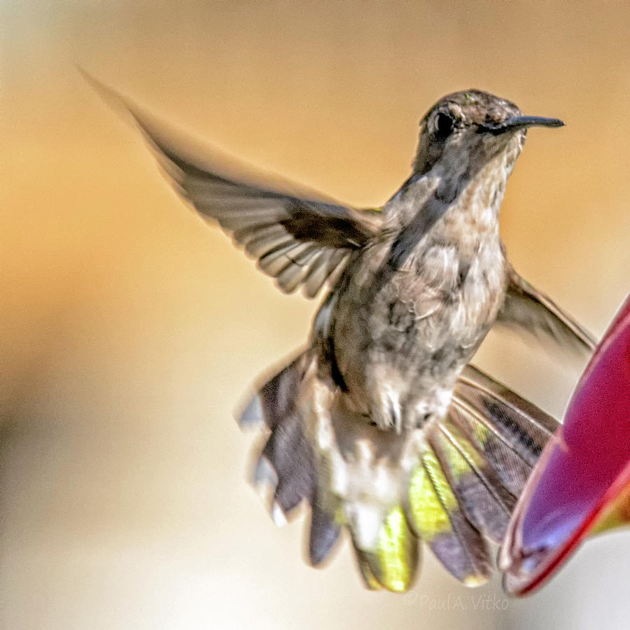 Hummingbird look Photograph by Paul Vitko
