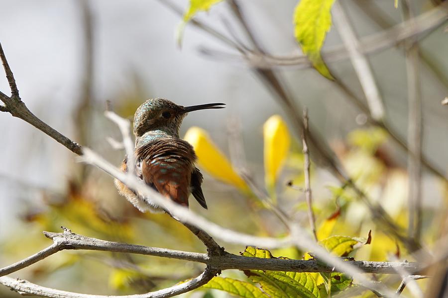 Hummingbird looking back Photograph by Ernest Echols