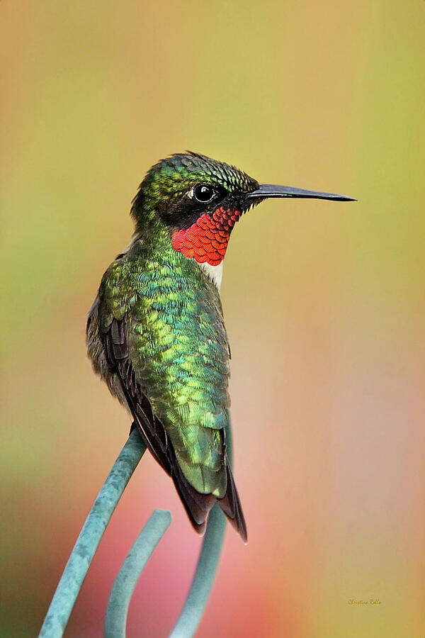 Hummingbird Photograph - Hummingbird Love by Christina Rollo