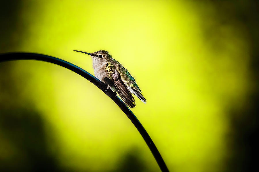 Hummingbird Love Photograph by Nicole Engstrom