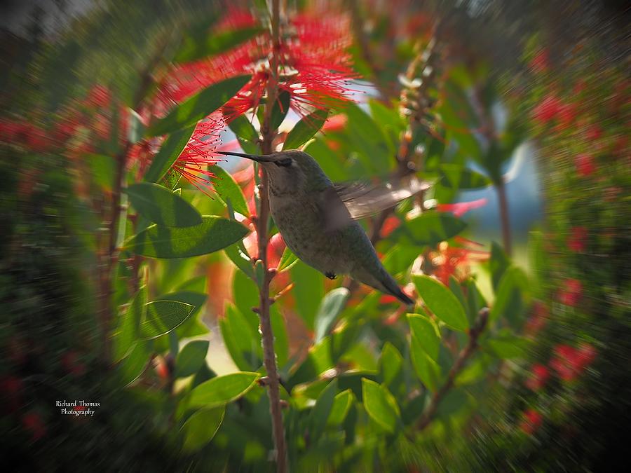 Hummingbird Love Photograph by Richard Thomas