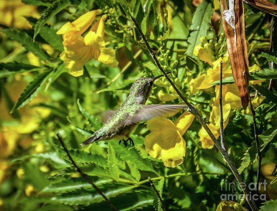 Hummingbird Lunch Photograph by Kevin Fortier