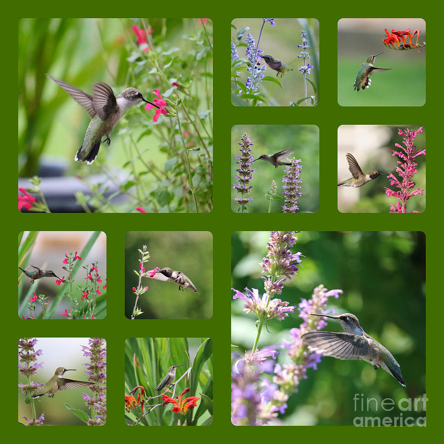 Hummingbird Magic Collage Square with Green Border Photograph by Carol Groenen