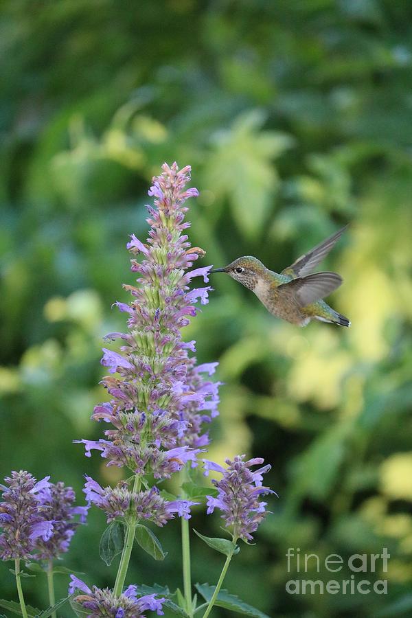 Hummingbird Making Rounds Photograph by Carol Groenen