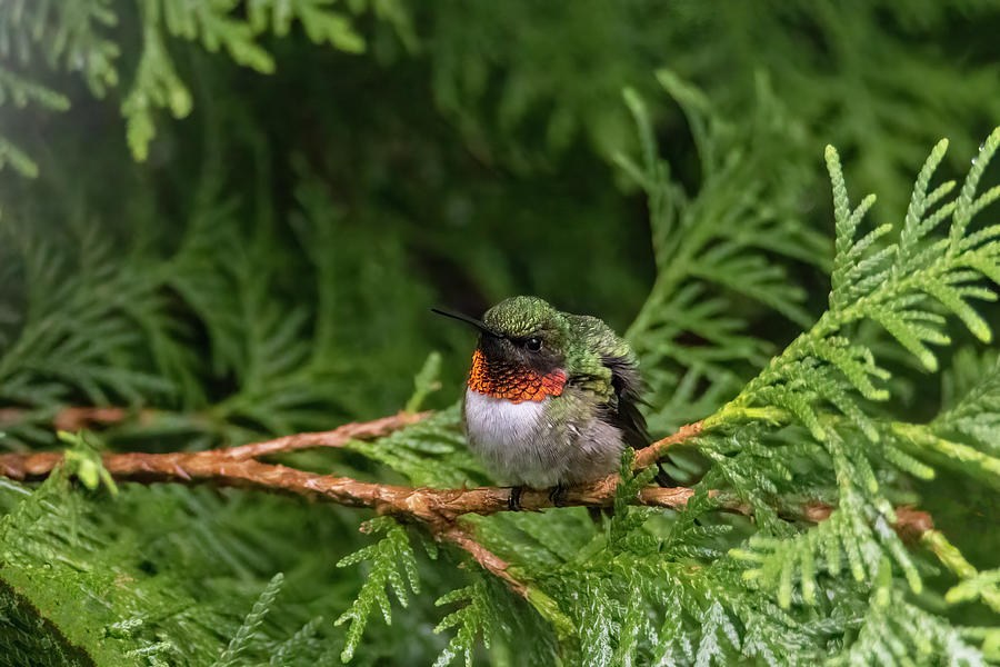 Hummingbird - Male Ruby-throated Fluffy Photograph