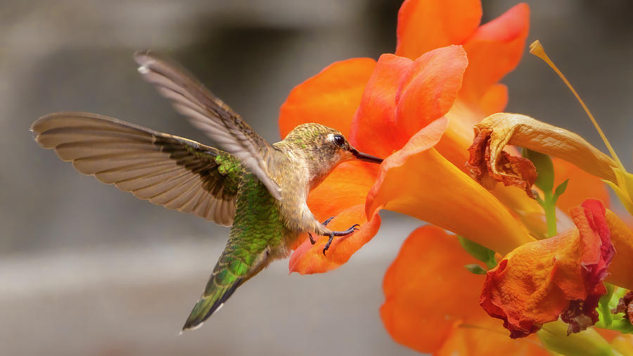 Hummingbird Photograph by Mark Mille