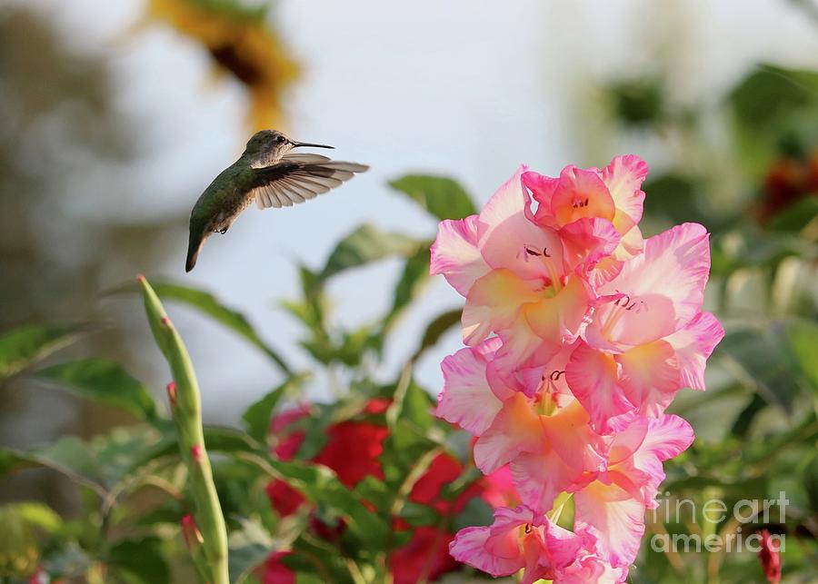 Hummingbird Meets Gladiolus Photograph by Carol Groenen