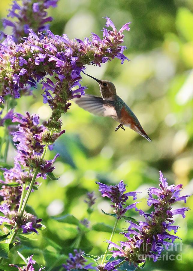 Hummingbird Mint Photograph by Carol Groenen