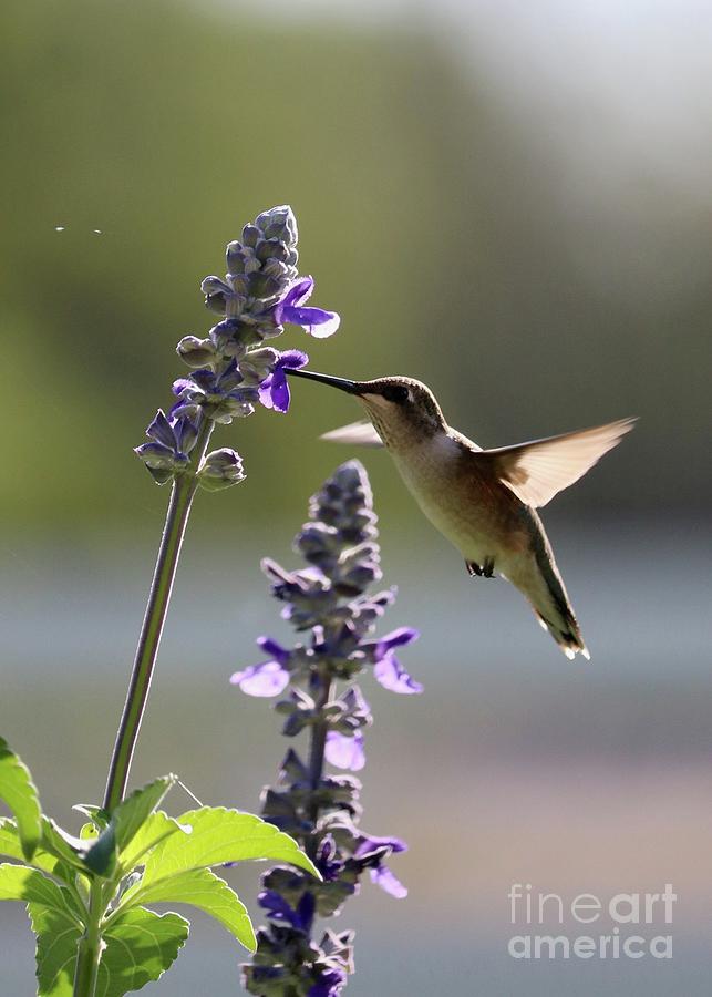 Hummingbird Moment Photograph by Carol Groenen