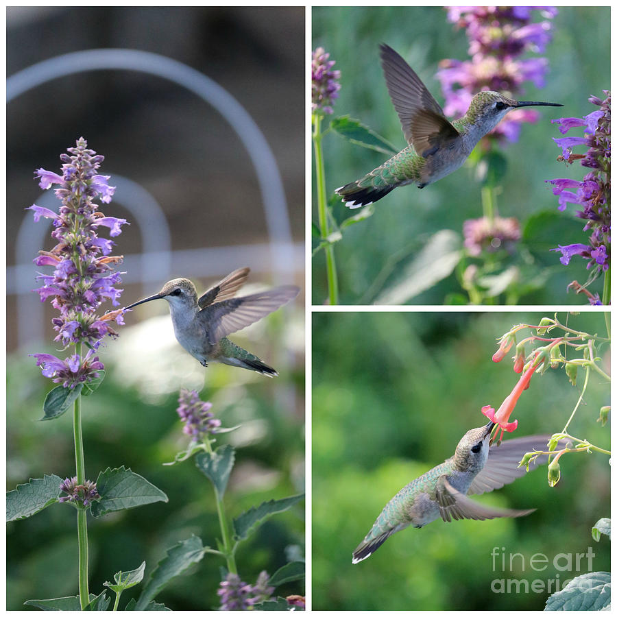 Hummingbird Morning Collage Photograph by Carol Groenen