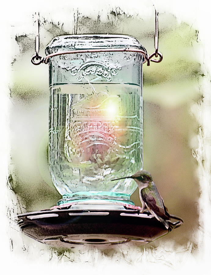 Hummingbird Morning Sun Photograph by Sheri McLeroy