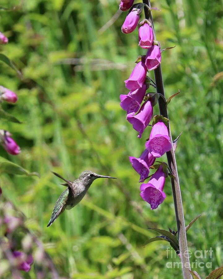 Hummingbird Most Lovely Photograph by Carol Groenen