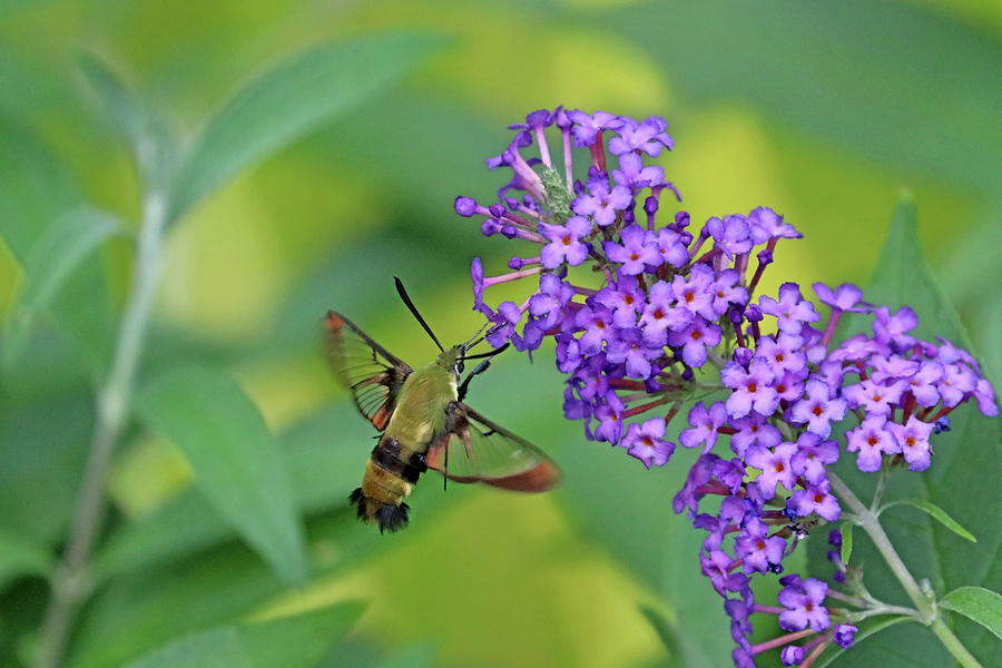 Hummingbird Moth And Buddleia Photograph by Debbie Oppermann