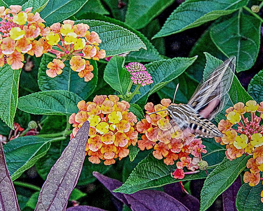 Hummingbird Moth and Lantana Photograph by Karen McKenzie McAdoo