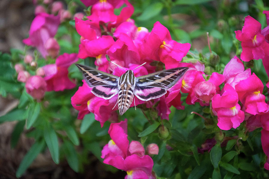 Hummingbird Moth and Pink Snapdragons Photograph by Debra Martz