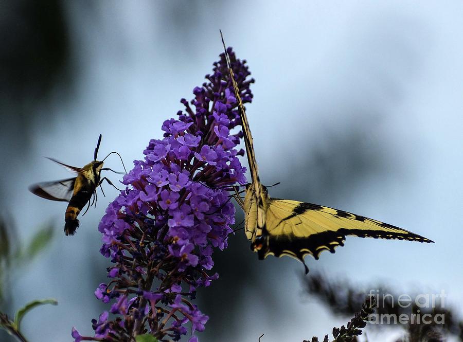 Hummingbird Moth And The Eastern Tiger Swallowtail Photograph