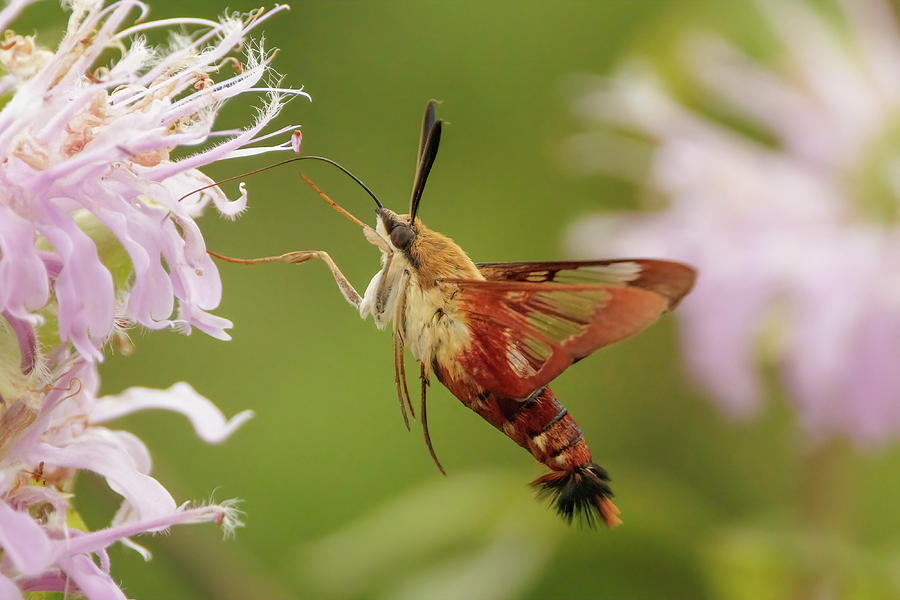 Hummingbird Moth Photograph by Benway-Blanchard Images - Fine Art America