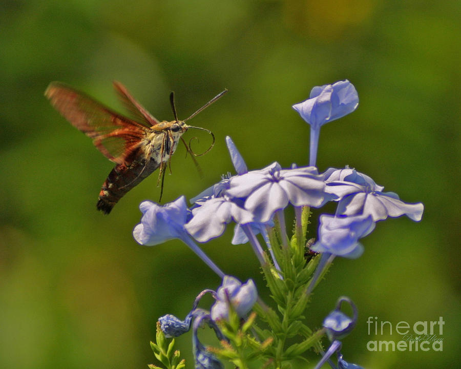 Hummingbird Moth Photograph by Dodie Ulery