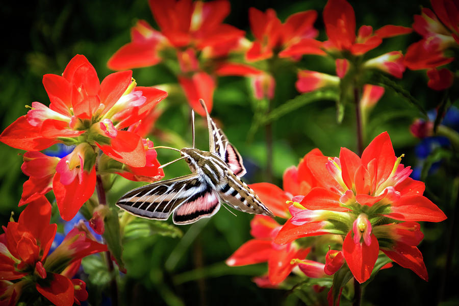 Hummingbird Moth Feeding on Indian Paintbrush Flowers in Texas Photograph by Carolyn Derstine