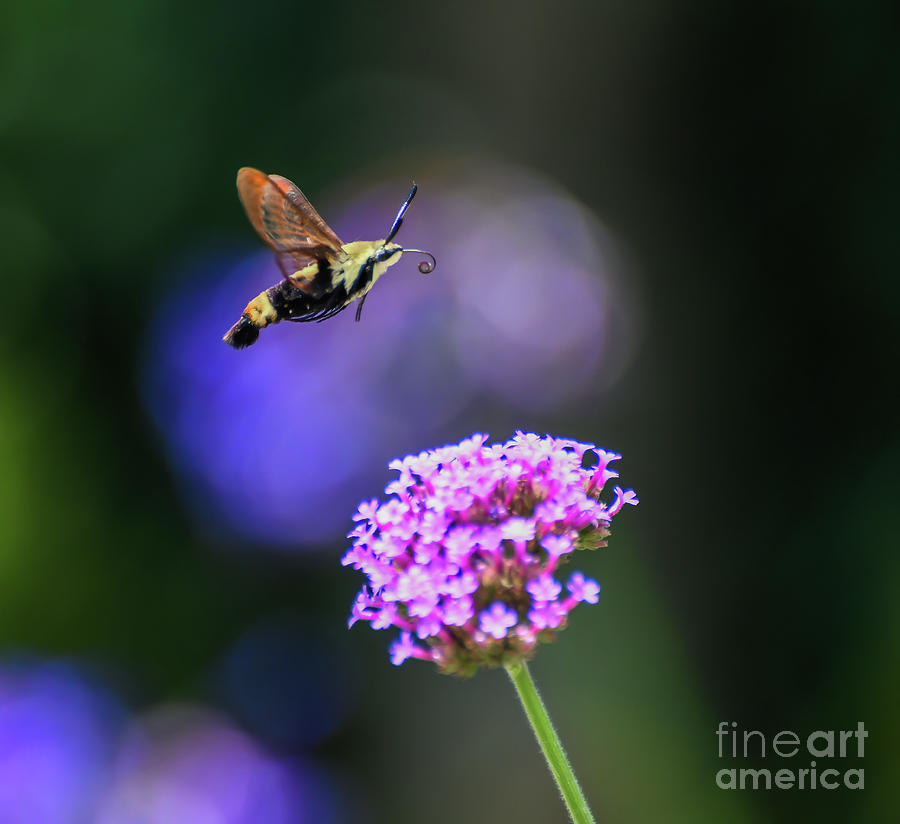 Hummingbird Moth Flies To the Verbena  Photograph by Kerri Farley