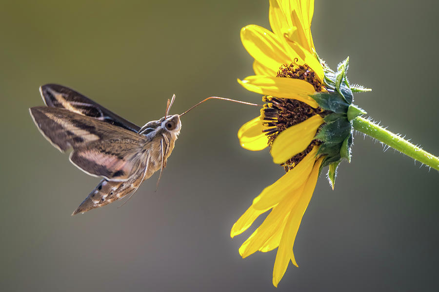 Hummingbird Moth Gathering Nectar Photograph by Debra Martz