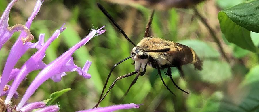 Hummingbird Moth-Hovering Photograph by Rachelle Stracke