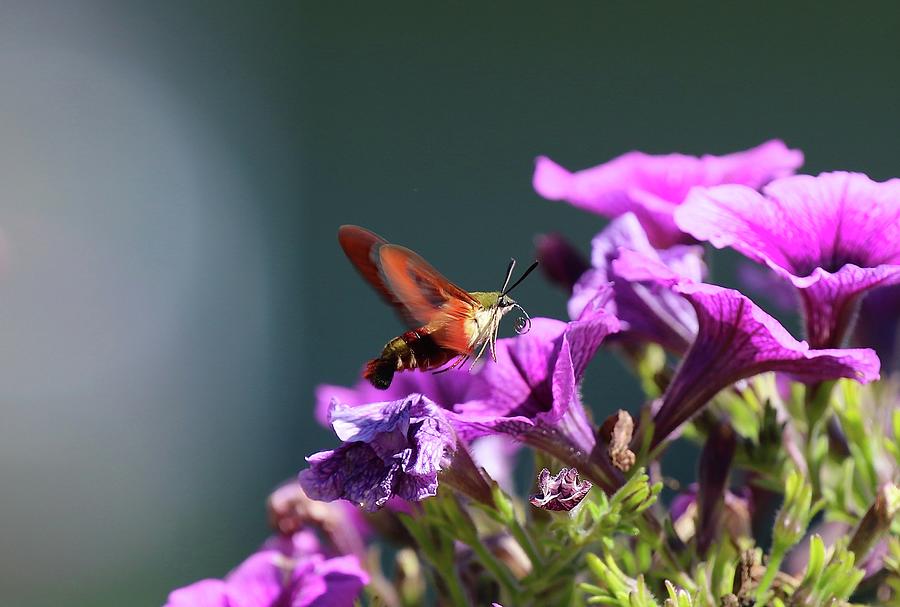 Hummingbird Moth Photograph by John Dart